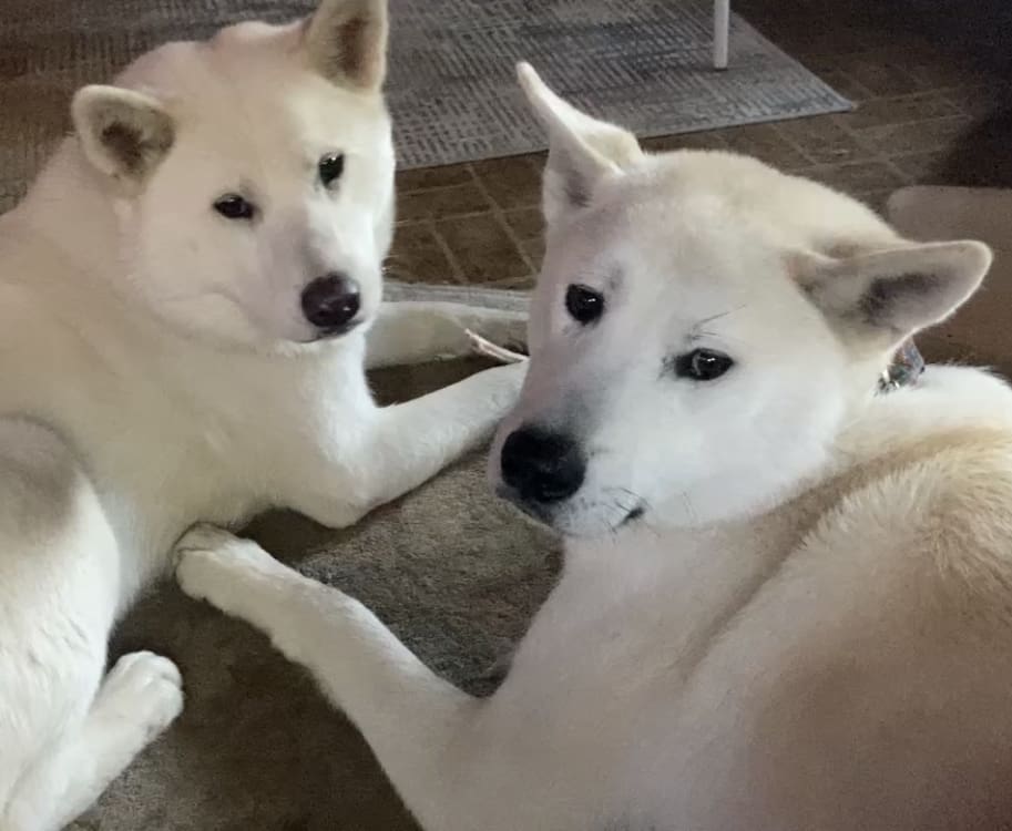 Stevie and Jude, my loyal Akita Inu.